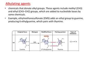 Alkylating agents 
• chemicals that donate alkyl groups. These agents include methyl (CH3) 
and ethyl (CH3–CH2) groups, which are added to nucleotide bases by 
some chemicals. 
• Example, ethylmethanesulfonate (EMS) adds an ethyl group to guanine, 
producing 6-ethylguanine, which pairs with thymine. 
 