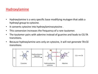 Hydroxylamine 
• Hydroxylamine is a very specific base modifying mutagen that adds a 
hydroxyl group to cytosine. 
• It converts cytosine into hydroxylaminocytosine . 
• This conversion increases the frequency of a rare tautomer. 
• The tautomer pairs with adenine instead of guanine and leads to CG:TA 
transitions. 
• Because hydroxylamine acts only on cytosine, it will not generate TA:CG 
transitions. 
 