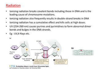 Radiation 
• Ionizing radiation breaks covalent bonds including those in DNA and is the 
leading cause of chromosome mutations. 
• Ionizing radiation also frequently results in double-strand breaks in DNA 
• Ionizing radiation has a cumulative effect and kills cells at high doses. 
• UV (254-260 nm) causes purines and pyrimidines to form abnormal dimer 
bonds and bulges in the DNA strands. 
• Eg : UV,X-Rays etc. 
 