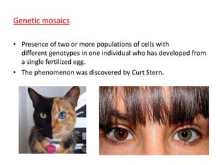Genetic mosaics 
• Presence of two or more populations of cells with 
different genotypes in one individual who has developed from 
a single fertilized egg. 
• The phenomenon was discovered by Curt Stern. 
 