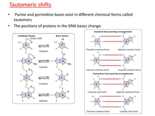 Tautomeric shifts 
• Purine and pyrimidine bases exist in different chemical forms called 
tautomers 
• The positions of protons in the DNA bases change. 
 