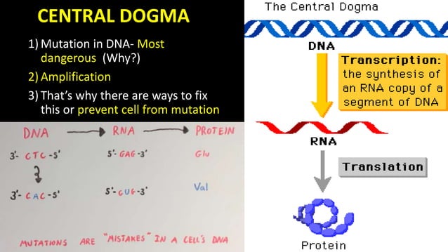 Mutations types and causes | PPTX | Genetics | Science