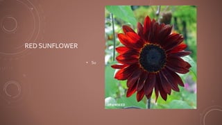 RED SUNFLOWER
• Su
 