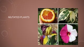 MUTATED PLANTS
 