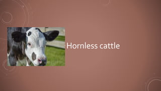 •Hornless cattle
 