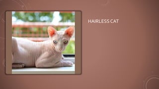 HAIRLESS CAT
 