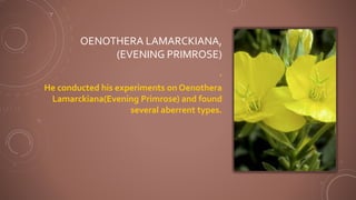 OENOTHERA LAMARCKIANA,
(EVENING PRIMROSE)
.
He conducted his experiments on Oenothera
Lamarckiana(Evening Primrose) and found
several aberrent types.
 