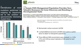 Identification of novel
mutations performed by
mapping by sequencing
led to the isolation of
agronomically interesting
mutant lines. (
 Moneymaker cultivar accession LA2706
 S. pimpinellifolium (accession LA1589) were used as a pollen
donor to obtain F2 interspecific populations.
 Three different EMS concentration were analyzed, i.e., 0.5%,
0.7%, and 1.0% by using 5 replicates of 100 seeds for each
treatment.
 