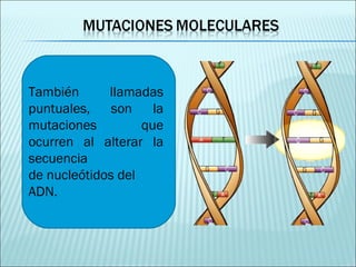 También llamadas puntuales, son la mutaciones que ocurren al alterar la secuencia de nucleótidos del ADN. 