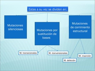 Mutaciones  silenciosas Mutaciones por sustitución de bases  M. transicionales M. tranversionales M. deleción M. inserción Mutaciones  de corrimiento estructural Estas a su vez se dividen en: 