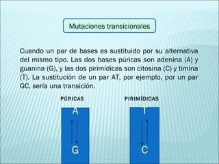 Mutaciones transicionales Cuando un par de bases es sustituido por su alternativa del mismo tipo. Las dos bases púricas son adenina (A) y guanina (G), y las dos pirimídicas son citosina (C) y timina (T). La sustitución de un par AT, por ejemplo, por un par GC, sería una transición.  A G PÚRICAS PIRIMÍDICAS T C 