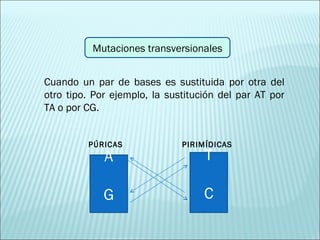 Cuando un par de bases es sustituida por otra del otro tipo. Por ejemplo, la sustitución del par AT por TA o por CG.  Mutaciones transversionales A G T C PÚRICAS PIRIMÍDICAS 