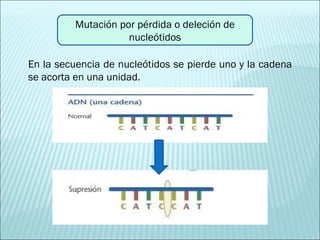 En la secuencia de nucleótidos se pierde uno y la cadena se acorta en una unidad.  Mutación por pérdida o deleción de nucleótidos 