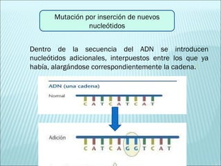 Mutación por inserción de nuevos nucleótidos Dentro de la secuencia del ADN se introducen nucleótidos adicionales, interpuestos entre los que ya había, alargándose correspondientemente la cadena. [ 