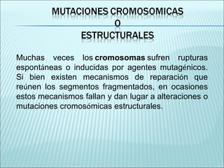 Muchas veces los   cromosomas   sufren rupturas espont á neas o inducidas por agentes mutag é nicos. Si bien existen mecanismos de reparaci ó n que re ú nen los segmentos fragmentados, en ocasiones estos mecanismos fallan y dan lugar a alteraciones o mutaciones cromos ó micas estructurales. 