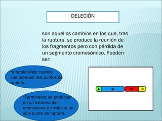 DELECIÓN son aquellos cambios en los que, tras la ruptura, se produce la reunión de los fragmentos pero con pérdida de un segmento cromosómico. Pueden ser: Intersticiales:  cuando comprenden dos puntos de ruptura . Terminales:  se producen en un extremo del cromosoma e involucra un sólo punto de ruptura. 