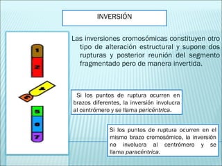 Las inversiones cromosómicas constituyen otro tipo de alteración estructural y supone dos rupturas y posterior reunión del segmento fragmentado pero de manera invertida. Si los puntos de ruptura ocurren en brazos diferentes, la inversión involucra al centrómero y se llama  pericéntrica . Si los puntos de ruptura ocurren en el mismo brazo cromosómico, la inversión no involucra al centrómero y se llama  paracéntrica.   INVERSIÓN 