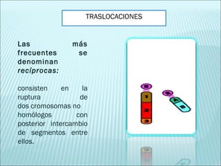TRASLOCACIONES Las más frecuentes se denominan  recíprocas: consisten en la ruptura de dos cromosomas no homólogos con posterior intercambio de segmentos entre ellos. 
