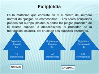 : Poliploidía Es la mutación que consiste en el aumento del número normal de “juegos de cromosomas” . Los seres poliploides pueden ser autopoliploides, si todos los juegos proceden de la misma especie, o alopoliploides, si proceden de la hibridación, es decir, del cruce de dos especies diferentes.  Organismo  diploide 2n NORMAL 46 cromosomas Organismo  Triploide 3n Organismo  Tetraploide 4n 138 cromosomas 92 cromosomas ANORMAL 