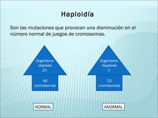 Haploidía   Son las mutaciones que provocan una disminución en el número normal de juegos de cromosomas.  Organismo  diploide 2n 46 cromosomas NORMAL ANORMAL Organismo  Haploide n 23 cromosomas 