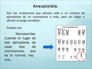 Aneuploidía : Son las mutaciones que afectan sólo a un número de ejemplares de un cromosoma o más, pero sin llegar a afectar al juego completo.  Pueden ser: Monosomías: Cuando en lugar de dos ejemplares de cada tipo de cromosomas, que es lo normal, hay  uno. 