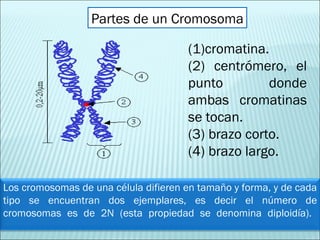 Partes de un Cromosoma (1)cromatina.  (2) centrómero, el punto donde ambas cromatinas se tocan.  (3) brazo corto.  (4) brazo largo. Los cromosomas de una célula difieren en tamaño y forma, y de cada tipo se encuentran dos ejemplares, es decir el número de cromosomas es de 2N (esta propiedad se denomina diploidía).   