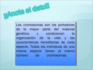 Los cromosomas son los portadores de la mayor parte del material genético y condicionan la organización de la vida y las características hereditarias de cada especie. Todos los individuos de una misma especie tienen el mismo número de cromosomas.  