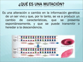 Es una alteración o cambio en la información genética de un ser vivo y que, por lo tanto, se va a producir un cambio de características, que se presenta espontáneamente, y que se puede transmitir o heredar a la descendencia. 