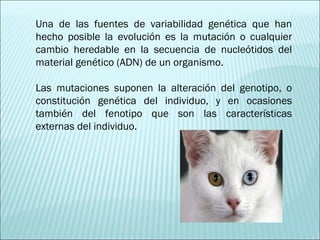 Una de las fuentes de variabilidad genética que han hecho posible la evolución es la mutación o cualquier cambio heredable en la secuencia de nucleótidos del material genético (ADN) de un organismo. Las mutaciones suponen la alteración del genotipo, o constitución genética del individuo, y en ocasiones también del fenotipo que son las características externas del individuo. 