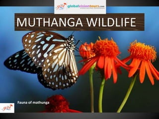 MUTHANGA WILDLIFE

Fauna of mathunga

 