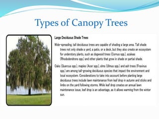 Types of Canopy Trees
 