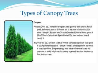 Types of Canopy Trees
 