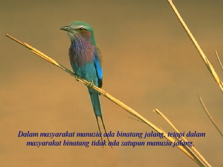 58 Gambar Hewan Dan Kata Bijak Terbaik - Gambar Hewan
