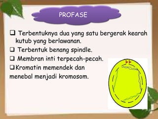  Terbentuknya dua yang satu bergerak kearah
kutub yang berlawanan.
 Terbentuk benang spindle.
 Membran inti terpecah-pecah.
Kromatin memendek dan
menebal menjadi kromosom.
PROFASE
 