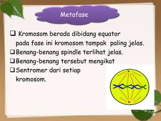  Kromosom berada dibidang equator
pada fase ini kromosom tampak paling jelas.
Benang-benang spindle terlihat jelas.
Benang-benang tersebut mengikat
Sentromer dari setiap
kromosom.
Metafase
 