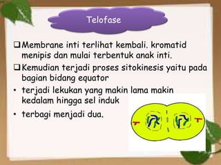 Membrane inti terlihat kembali. kromatid
menipis dan mulai terbentuk anak inti.
Kemudian terjadi proses sitokinesis yaitu pada
bagian bidang equator
• terjadi lekukan yang makin lama makin
kedalam hingga sel induk
• terbagi menjadi dua.
Telofase
 