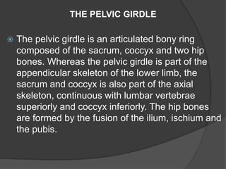  The pelvic girdle is an articulated bony ring
composed of the sacrum, coccyx and two hip
bones. Whereas the pelvic girdle is part of the
appendicular skeleton of the lower limb, the
sacrum and coccyx is also part of the axial
skeleton, continuous with lumbar vertebrae
superiorly and coccyx inferiorly. The hip bones
are formed by the fusion of the ilium, ischium and
the pubis.
THE PELVIC GIRDLE
 