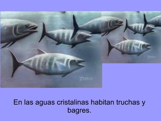 En las aguas cristalinas habitan truchas y bagres. 