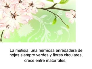 La mutisia, una hermosa enredadera de hojas siempre verdes y flores circulares, crece entre matorrales,   