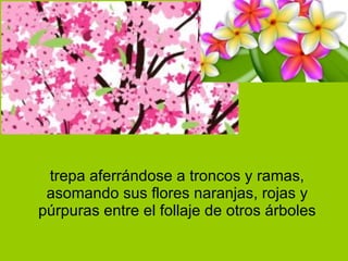 trepa aferrándose a troncos y ramas, asomando sus flores naranjas, rojas y púrpuras entre el follaje de otros árboles 