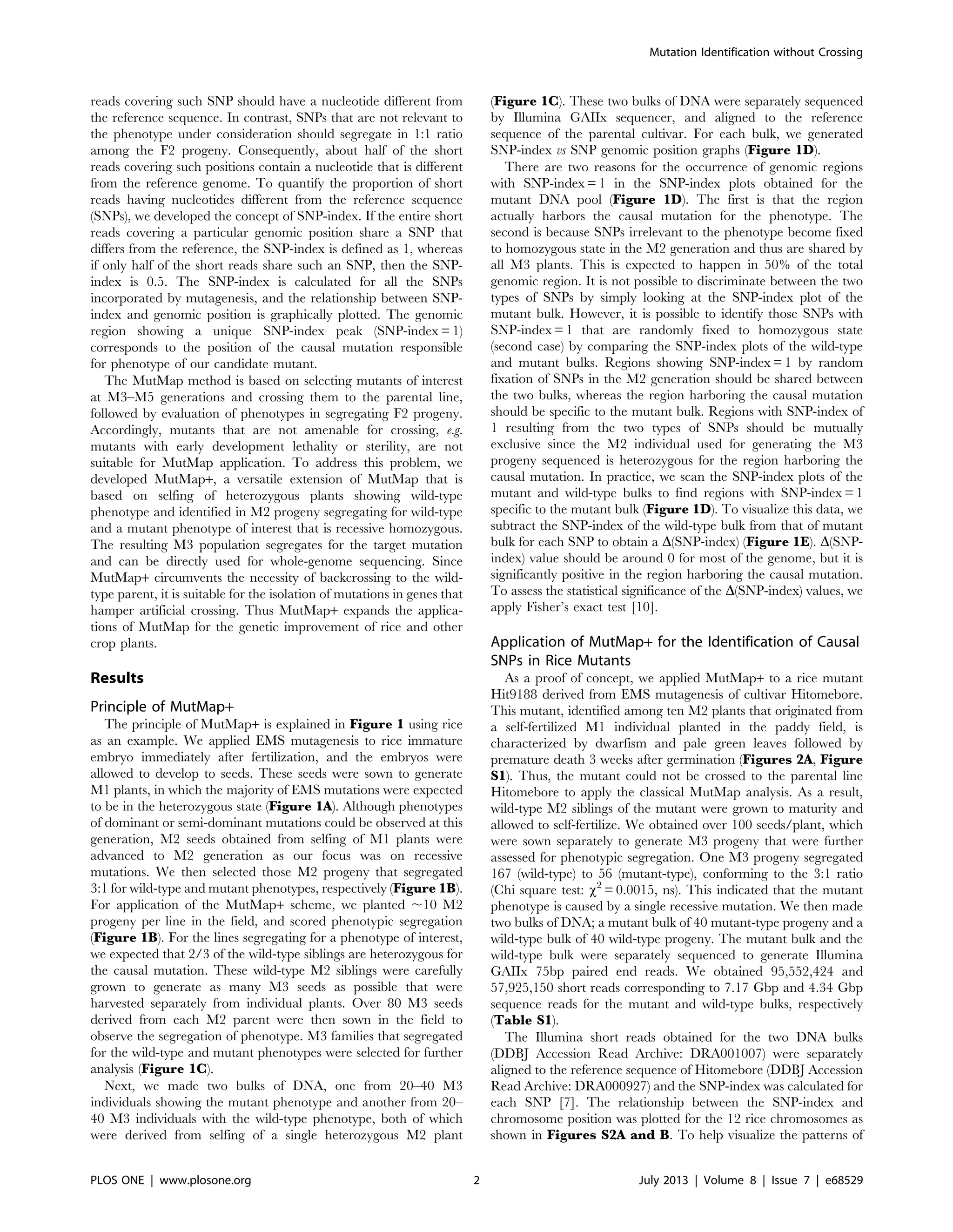reads covering such SNP should have a nucleotide different from
the reference sequence. In contrast, SNPs that are not relevant to
the phenotype under consideration should segregate in 1:1 ratio
among the F2 progeny. Consequently, about half of the short
reads covering such positions contain a nucleotide that is different
from the reference genome. To quantify the proportion of short
reads having nucleotides different from the reference sequence
(SNPs), we developed the concept of SNP-index. If the entire short
reads covering a particular genomic position share a SNP that
differs from the reference, the SNP-index is defined as 1, whereas
if only half of the short reads share such an SNP, then the SNP-
index is 0.5. The SNP-index is calculated for all the SNPs
incorporated by mutagenesis, and the relationship between SNP-
index and genomic position is graphically plotted. The genomic
region showing a unique SNP-index peak (SNP-index = 1)
corresponds to the position of the causal mutation responsible
for phenotype of our candidate mutant.
The MutMap method is based on selecting mutants of interest
at M3–M5 generations and crossing them to the parental line,
followed by evaluation of phenotypes in segregating F2 progeny.
Accordingly, mutants that are not amenable for crossing, e.g.
mutants with early development lethality or sterility, are not
suitable for MutMap application. To address this problem, we
developed MutMap+, a versatile extension of MutMap that is
based on selfing of heterozygous plants showing wild-type
phenotype and identified in M2 progeny segregating for wild-type
and a mutant phenotype of interest that is recessive homozygous.
The resulting M3 population segregates for the target mutation
and can be directly used for whole-genome sequencing. Since
MutMap+ circumvents the necessity of backcrossing to the wild-
type parent, it is suitable for the isolation of mutations in genes that
hamper artificial crossing. Thus MutMap+ expands the applica-
tions of MutMap for the genetic improvement of rice and other
crop plants.
Results
Principle of MutMap+
The principle of MutMap+ is explained in Figure 1 using rice
as an example. We applied EMS mutagenesis to rice immature
embryo immediately after fertilization, and the embryos were
allowed to develop to seeds. These seeds were sown to generate
M1 plants, in which the majority of EMS mutations were expected
to be in the heterozygous state (Figure 1A). Although phenotypes
of dominant or semi-dominant mutations could be observed at this
generation, M2 seeds obtained from selfing of M1 plants were
advanced to M2 generation as our focus was on recessive
mutations. We then selected those M2 progeny that segregated
3:1 for wild-type and mutant phenotypes, respectively (Figure 1B).
For application of the MutMap+ scheme, we planted ,10 M2
progeny per line in the field, and scored phenotypic segregation
(Figure 1B). For the lines segregating for a phenotype of interest,
we expected that 2/3 of the wild-type siblings are heterozygous for
the causal mutation. These wild-type M2 siblings were carefully
grown to generate as many M3 seeds as possible that were
harvested separately from individual plants. Over 80 M3 seeds
derived from each M2 parent were then sown in the field to
observe the segregation of phenotype. M3 families that segregated
for the wild-type and mutant phenotypes were selected for further
analysis (Figure 1C).
Next, we made two bulks of DNA, one from 20–40 M3
individuals showing the mutant phenotype and another from 20–
40 M3 individuals with the wild-type phenotype, both of which
were derived from selfing of a single heterozygous M2 plant
(Figure 1C). These two bulks of DNA were separately sequenced
by Illumina GAIIx sequencer, and aligned to the reference
sequence of the parental cultivar. For each bulk, we generated
SNP-index vs SNP genomic position graphs (Figure 1D).
There are two reasons for the occurrence of genomic regions
with SNP-index = 1 in the SNP-index plots obtained for the
mutant DNA pool (Figure 1D). The first is that the region
actually harbors the causal mutation for the phenotype. The
second is because SNPs irrelevant to the phenotype become fixed
to homozygous state in the M2 generation and thus are shared by
all M3 plants. This is expected to happen in 50% of the total
genomic region. It is not possible to discriminate between the two
types of SNPs by simply looking at the SNP-index plot of the
mutant bulk. However, it is possible to identify those SNPs with
SNP-index = 1 that are randomly fixed to homozygous state
(second case) by comparing the SNP-index plots of the wild-type
and mutant bulks. Regions showing SNP-index = 1 by random
fixation of SNPs in the M2 generation should be shared between
the two bulks, whereas the region harboring the causal mutation
should be specific to the mutant bulk. Regions with SNP-index of
1 resulting from the two types of SNPs should be mutually
exclusive since the M2 individual used for generating the M3
progeny sequenced is heterozygous for the region harboring the
causal mutation. In practice, we scan the SNP-index plots of the
mutant and wild-type bulks to find regions with SNP-index = 1
specific to the mutant bulk (Figure 1D). To visualize this data, we
subtract the SNP-index of the wild-type bulk from that of mutant
bulk for each SNP to obtain a D(SNP-index) (Figure 1E). D(SNP-
index) value should be around 0 for most of the genome, but it is
significantly positive in the region harboring the causal mutation.
To assess the statistical significance of the D(SNP-index) values, we
apply Fisher’s exact test [10].
Application of MutMap+ for the Identification of Causal
SNPs in Rice Mutants
As a proof of concept, we applied MutMap+ to a rice mutant
Hit9188 derived from EMS mutagenesis of cultivar Hitomebore.
This mutant, identified among ten M2 plants that originated from
a self-fertilized M1 individual planted in the paddy field, is
characterized by dwarfism and pale green leaves followed by
premature death 3 weeks after germination (Figures 2A, Figure
S1). Thus, the mutant could not be crossed to the parental line
Hitomebore to apply the classical MutMap analysis. As a result,
wild-type M2 siblings of the mutant were grown to maturity and
allowed to self-fertilize. We obtained over 100 seeds/plant, which
were sown separately to generate M3 progeny that were further
assessed for phenotypic segregation. One M3 progeny segregated
167 (wild-type) to 56 (mutant-type), conforming to the 3:1 ratio
(Chi square test: x2
= 0.0015, ns). This indicated that the mutant
phenotype is caused by a single recessive mutation. We then made
two bulks of DNA; a mutant bulk of 40 mutant-type progeny and a
wild-type bulk of 40 wild-type progeny. The mutant bulk and the
wild-type bulk were separately sequenced to generate Illumina
GAIIx 75bp paired end reads. We obtained 95,552,424 and
57,925,150 short reads corresponding to 7.17 Gbp and 4.34 Gbp
sequence reads for the mutant and wild-type bulks, respectively
(Table S1).
The Illumina short reads obtained for the two DNA bulks
(DDBJ Accession Read Archive: DRA001007) were separately
aligned to the reference sequence of Hitomebore (DDBJ Accession
Read Archive: DRA000927) and the SNP-index was calculated for
each SNP [7]. The relationship between the SNP-index and
chromosome position was plotted for the 12 rice chromosomes as
shown in Figures S2A and B. To help visualize the patterns of
Mutation Identification without Crossing
PLOS ONE | www.plosone.org 2 July 2013 | Volume 8 | Issue 7 | e68529
 