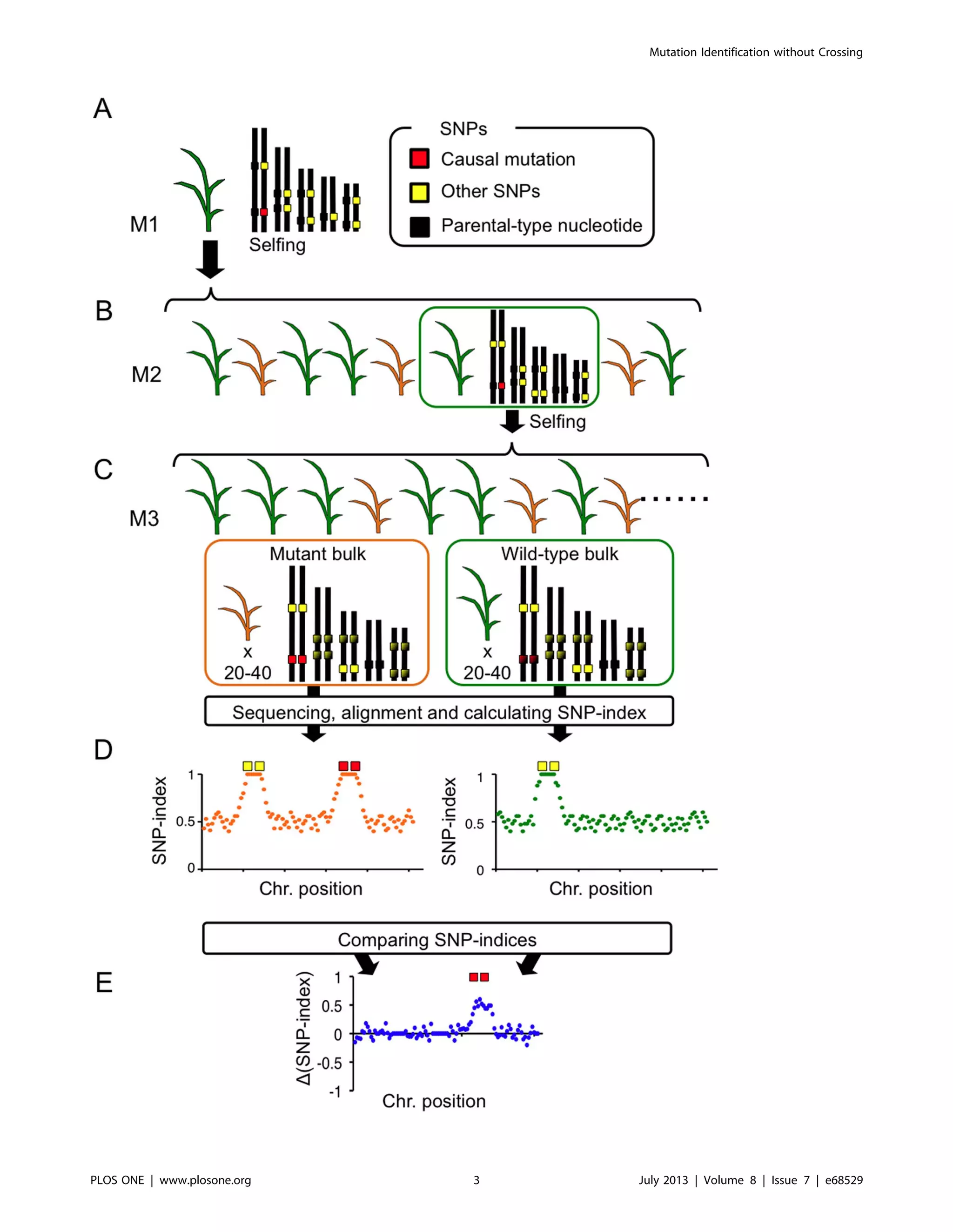 Mutation Identification without Crossing
PLOS ONE | www.plosone.org 3 July 2013 | Volume 8 | Issue 7 | e68529
 