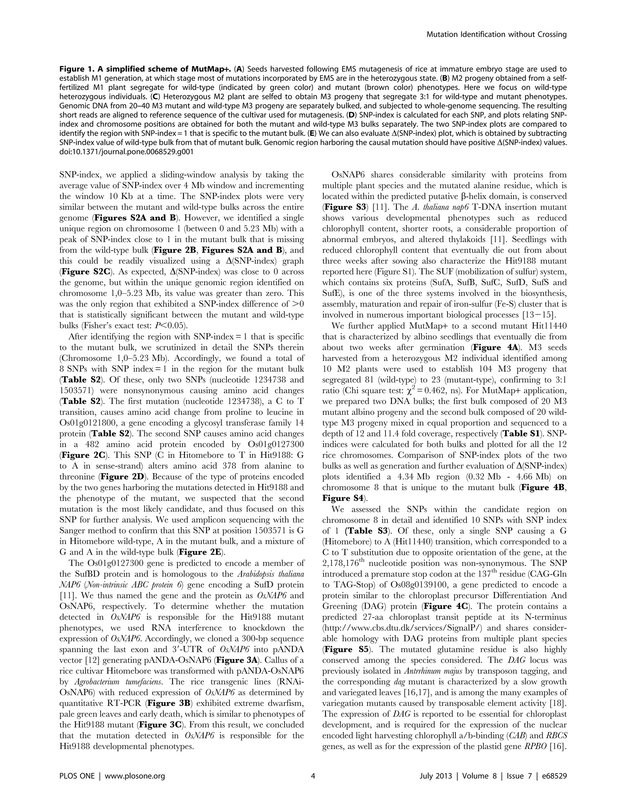 SNP-index, we applied a sliding-window analysis by taking the
average value of SNP-index over 4 Mb window and incrementing
the window 10 Kb at a time. The SNP-index plots were very
similar between the mutant and wild-type bulks across the entire
genome (Figures S2A and B). However, we identified a single
unique region on chromosome 1 (between 0 and 5.23 Mb) with a
peak of SNP-index close to 1 in the mutant bulk that is missing
from the wild-type bulk (Figure 2B, Figures S2A and B), and
this could be readily visualized using a D(SNP-index) graph
(Figure S2C). As expected, D(SNP-index) was close to 0 across
the genome, but within the unique genomic region identified on
chromosome 1,0–5.23 Mb, its value was greater than zero. This
was the only region that exhibited a SNP-index difference of .0
that is statistically significant between the mutant and wild-type
bulks (Fisher’s exact test: P,0.05).
After identifying the region with SNP-index = 1 that is specific
to the mutant bulk, we scrutinized in detail the SNPs therein
(Chromosome 1,0–5.23 Mb). Accordingly, we found a total of
8 SNPs with SNP index = 1 in the region for the mutant bulk
(Table S2). Of these, only two SNPs (nucleotide 1234738 and
1503571) were nonsynonymous causing amino acid changes
(Table S2). The first mutation (nucleotide 1234738), a C to T
transition, causes amino acid change from proline to leucine in
Os01g0121800, a gene encoding a glycosyl transferase family 14
protein (Table S2). The second SNP causes amino acid changes
in a 482 amino acid protein encoded by Os01g0127300
(Figure 2C). This SNP (C in Hitomebore to T in Hit9188: G
to A in sense-strand) alters amino acid 378 from alanine to
threonine (Figure 2D). Because of the type of proteins encoded
by the two genes harboring the mutations detected in Hit9188 and
the phenotype of the mutant, we suspected that the second
mutation is the most likely candidate, and thus focused on this
SNP for further analysis. We used amplicon sequencing with the
Sanger method to confirm that this SNP at position 1503571 is G
in Hitomebore wild-type, A in the mutant bulk, and a mixture of
G and A in the wild-type bulk (Figure 2E).
The Os01g0127300 gene is predicted to encode a member of
the SufBD protein and is homologous to the Arabidopsis thaliana
NAP6 (Non-intrinsic ABC protein 6) gene encoding a SufD protein
[11]. We thus named the gene and the protein as OsNAP6 and
OsNAP6, respectively. To determine whether the mutation
detected in OsNAP6 is responsible for the Hit9188 mutant
phenotypes, we used RNA interference to knockdown the
expression of OsNAP6. Accordingly, we cloned a 300-bp sequence
spanning the last exon and 39-UTR of OsNAP6 into pANDA
vector [12] generating pANDA-OsNAP6 (Figure 3A). Callus of a
rice cultivar Hitomebore was transformed with pANDA-OsNAP6
by Agrobacterium tumefaciens. The rice transgenic lines (RNAi-
OsNAP6) with reduced expression of OsNAP6 as determined by
quantitative RT-PCR (Figure 3B) exhibited extreme dwarfism,
pale green leaves and early death, which is similar to phenotypes of
the Hit9188 mutant (Figure 3C). From this result, we concluded
that the mutation detected in OsNAP6 is responsible for the
Hit9188 developmental phenotypes.
OsNAP6 shares considerable similarity with proteins from
multiple plant species and the mutated alanine residue, which is
located within the predicted putative b-helix domain, is conserved
(Figure S3) [11]. The A. thaliana nap6 T-DNA insertion mutant
shows various developmental phenotypes such as reduced
chlorophyll content, shorter roots, a considerable proportion of
abnormal embryos, and altered thylakoids [11]. Seedlings with
reduced chlorophyll content that eventually die out from about
three weeks after sowing also characterize the Hit9188 mutant
reported here (Figure S1). The SUF (mobilization of sulfur) system,
which contains six proteins (SufA, SufB, SufC, SufD, SufS and
SufE), is one of the three systems involved in the biosynthesis,
assembly, maturation and repair of iron-sulfur (Fe-S) cluster that is
involved in numerous important biological processes [13215].
We further applied MutMap+ to a second mutant Hit11440
that is characterized by albino seedlings that eventually die from
about two weeks after germination (Figure 4A). M3 seeds
harvested from a heterozygous M2 individual identified among
10 M2 plants were used to establish 104 M3 progeny that
segregated 81 (wild-type) to 23 (mutant-type), confirming to 3:1
ratio (Chi square test: x2
= 0.462, ns). For MutMap+ application,
we prepared two DNA bulks; the first bulk composed of 20 M3
mutant albino progeny and the second bulk composed of 20 wild-
type M3 progeny mixed in equal proportion and sequenced to a
depth of 12 and 11.4 fold coverage, respectively (Table S1). SNP-
indices were calculated for both bulks and plotted for all the 12
rice chromosomes. Comparison of SNP-index plots of the two
bulks as well as generation and further evaluation of D(SNP-index)
plots identified a 4.34 Mb region (0.32 Mb - 4.66 Mb) on
chromosome 8 that is unique to the mutant bulk (Figure 4B,
Figure S4).
We assessed the SNPs within the candidate region on
chromosome 8 in detail and identified 10 SNPs with SNP index
of 1 (Table S3). Of these, only a single SNP causing a G
(Hitomebore) to A (Hit11440) transition, which corresponded to a
C to T substitution due to opposite orientation of the gene, at the
2,178,176th
nucleotide position was non-synonymous. The SNP
introduced a premature stop codon at the 137th
residue (CAG-Gln
to TAG-Stop) of Os08g0139100, a gene predicted to encode a
protein similar to the chloroplast precursor Differentiation And
Greening (DAG) protein (Figure 4C). The protein contains a
predicted 27-aa chloroplast transit peptide at its N-terminus
(http://www.cbs.dtu.dk/services/SignalP/) and shares consider-
able homology with DAG proteins from multiple plant species
(Figure S5). The mutated glutamine residue is also highly
conserved among the species considered. The DAG locus was
previously isolated in Antrrhinum majus by transposon tagging, and
the corresponding dag mutant is characterized by a slow growth
and variegated leaves [16,17], and is among the many examples of
variegation mutants caused by transposable element activity [18].
The expression of DAG is reported to be essential for chloroplast
development, and is required for the expression of the nuclear
encoded light harvesting chlorophyll a/b-binding (CAB) and RBCS
genes, as well as for the expression of the plastid gene RPBO [16].
Figure 1. A simplified scheme of MutMap+. (A) Seeds harvested following EMS mutagenesis of rice at immature embryo stage are used to
establish M1 generation, at which stage most of mutations incorporated by EMS are in the heterozygous state. (B) M2 progeny obtained from a self-
fertilized M1 plant segregate for wild-type (indicated by green color) and mutant (brown color) phenotypes. Here we focus on wild-type
heterozygous individuals. (C) Heterozygous M2 plant are selfed to obtain M3 progeny that segregate 3:1 for wild-type and mutant phenotypes.
Genomic DNA from 20–40 M3 mutant and wild-type M3 progeny are separately bulked, and subjected to whole-genome sequencing. The resulting
short reads are aligned to reference sequence of the cultivar used for mutagenesis. (D) SNP-index is calculated for each SNP, and plots relating SNP-
index and chromosome positions are obtained for both the mutant and wild-type M3 bulks separately. The two SNP-index plots are compared to
identify the region with SNP-index = 1 that is specific to the mutant bulk. (E) We can also evaluate D(SNP-index) plot, which is obtained by subtracting
SNP-index value of wild-type bulk from that of mutant bulk. Genomic region harboring the causal mutation should have positive D(SNP-index) values.
doi:10.1371/journal.pone.0068529.g001
Mutation Identification without Crossing
PLOS ONE | www.plosone.org 4 July 2013 | Volume 8 | Issue 7 | e68529
 