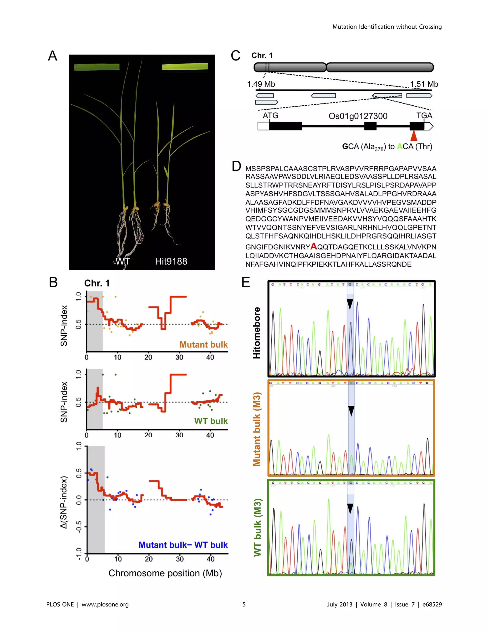 Mutation Identification without Crossing
PLOS ONE | www.plosone.org 5 July 2013 | Volume 8 | Issue 7 | e68529
 