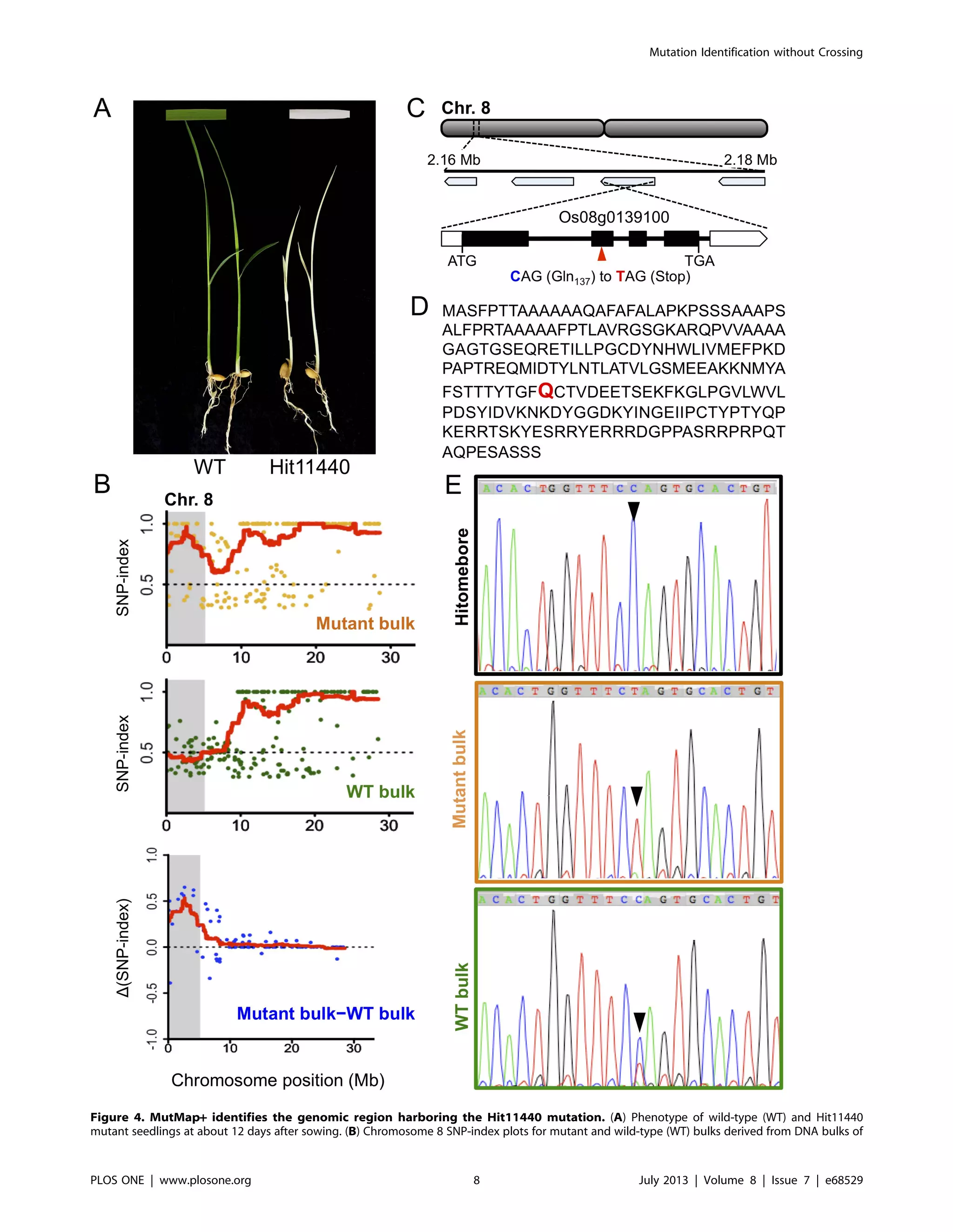 Figure 4. MutMap+ identifies the genomic region harboring the Hit11440 mutation. (A) Phenotype of wild-type (WT) and Hit11440
mutant seedlings at about 12 days after sowing. (B) Chromosome 8 SNP-index plots for mutant and wild-type (WT) bulks derived from DNA bulks of
Mutation Identification without Crossing
PLOS ONE | www.plosone.org 8 July 2013 | Volume 8 | Issue 7 | e68529
 