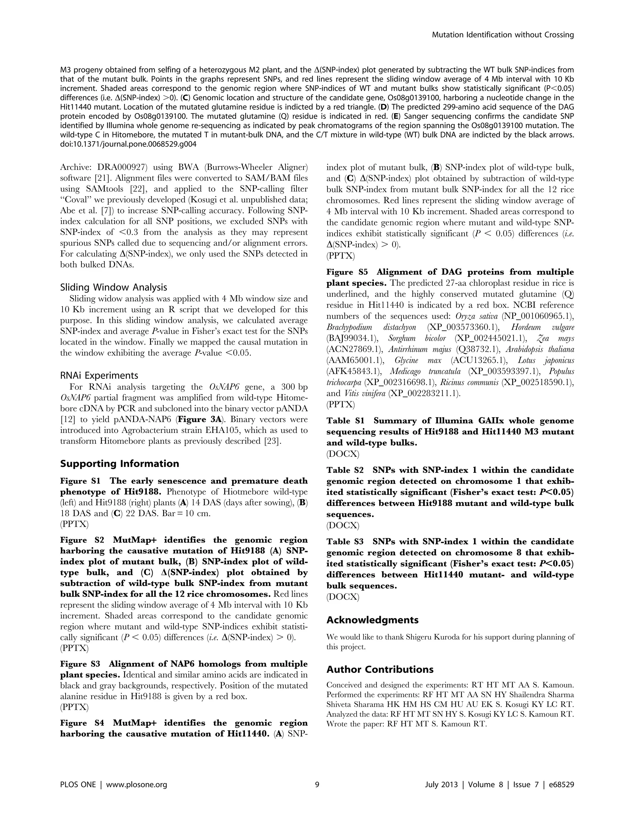 Archive: DRA000927) using BWA (Burrows-Wheeler Aligner)
software [21]. Alignment files were converted to SAM/BAM files
using SAMtools [22], and applied to the SNP-calling filter
‘‘Coval’’ we previously developed (Kosugi et al. unpublished data;
Abe et al. [7]) to increase SNP-calling accuracy. Following SNP-
index calculation for all SNP positions, we excluded SNPs with
SNP-index of ,0.3 from the analysis as they may represent
spurious SNPs called due to sequencing and/or alignment errors.
For calculating D(SNP-index), we only used the SNPs detected in
both bulked DNAs.
Sliding Window Analysis
Sliding widow analysis was applied with 4 Mb window size and
10 Kb increment using an R script that we developed for this
purpose. In this sliding window analysis, we calculated average
SNP-index and average P-value in Fisher’s exact test for the SNPs
located in the window. Finally we mapped the causal mutation in
the window exhibiting the average P-value ,0.05.
RNAi Experiments
For RNAi analysis targeting the OsNAP6 gene, a 300 bp
OsNAP6 partial fragment was amplified from wild-type Hitome-
bore cDNA by PCR and subcloned into the binary vector pANDA
[12] to yield pANDA-NAP6 (Figure 3A). Binary vectors were
introduced into Agrobacterium strain EHA105, which as used to
transform Hitomebore plants as previously described [23].
Supporting Information
Figure S1 The early senescence and premature death
phenotype of Hit9188. Phenotype of Hiotmebore wild-type
(left) and Hit9188 (right) plants (A) 14 DAS (days after sowing), (B)
18 DAS and (C) 22 DAS. Bar = 10 cm.
(PPTX)
Figure S2 MutMap+ identifies the genomic region
harboring the causative mutation of Hit9188 (A) SNP-
index plot of mutant bulk, (B) SNP-index plot of wild-
type bulk, and (C) D(SNP-index) plot obtained by
subtraction of wild-type bulk SNP-index from mutant
bulk SNP-index for all the 12 rice chromosomes. Red lines
represent the sliding window average of 4 Mb interval with 10 Kb
increment. Shaded areas correspond to the candidate genomic
region where mutant and wild-type SNP-indices exhibit statisti-
cally significant (P , 0.05) differences (i.e. D(SNP-index) . 0).
(PPTX)
Figure S3 Alignment of NAP6 homologs from multiple
plant species. Identical and similar amino acids are indicated in
black and gray backgrounds, respectively. Position of the mutated
alanine residue in Hit9188 is given by a red box.
(PPTX)
Figure S4 MutMap+ identifies the genomic region
harboring the causative mutation of Hit11440. (A) SNP-
index plot of mutant bulk, (B) SNP-index plot of wild-type bulk,
and (C) D(SNP-index) plot obtained by subtraction of wild-type
bulk SNP-index from mutant bulk SNP-index for all the 12 rice
chromosomes. Red lines represent the sliding window average of
4 Mb interval with 10 Kb increment. Shaded areas correspond to
the candidate genomic region where mutant and wild-type SNP-
indices exhibit statistically significant (P , 0.05) differences (i.e.
D(SNP-index) . 0).
(PPTX)
Figure S5 Alignment of DAG proteins from multiple
plant species. The predicted 27-aa chloroplast residue in rice is
underlined, and the highly conserved mutated glutamine (Q)
residue in Hit11440 is indicated by a red box. NCBI reference
numbers of the sequences used: Oryza sativa (NP_001060965.1),
Brachypodium distachyon (XP_003573360.1), Hordeum vulgare
(BAJ99034.1), Sorghum bicolor (XP_002445021.1), Zea mays
(ACN27869.1), Antirrhinum majus (Q38732.1), Arabidopsis thaliana
(AAM65001.1), Glycine max (ACU13265.1), Lotus japonicus
(AFK45843.1), Medicago truncatula (XP_003593397.1), Populus
trichocarpa (XP_002316698.1), Ricinus communis (XP_002518590.1),
and Vitis vinifera (XP_002283211.1).
(PPTX)
Table S1 Summary of Illumina GAIIx whole genome
sequencing results of Hit9188 and Hit11440 M3 mutant
and wild-type bulks.
(DOCX)
Table S2 SNPs with SNP-index 1 within the candidate
genomic region detected on chromosome 1 that exhib-
ited statistically significant (Fisher’s exact test: P,0.05)
differences between Hit9188 mutant and wild-type bulk
sequences.
(DOCX)
Table S3 SNPs with SNP-index 1 within the candidate
genomic region detected on chromosome 8 that exhib-
ited statistically significant (Fisher’s exact test: P,0.05)
differences between Hit11440 mutant- and wild-type
bulk sequences.
(DOCX)
Acknowledgments
We would like to thank Shigeru Kuroda for his support during planning of
this project.
Author Contributions
Conceived and designed the experiments: RT HT MT AA S. Kamoun.
Performed the experiments: RF HT MT AA SN HY Shailendra Sharma
Shiveta Sharama HK HM HS CM HU AU EK S. Kosugi KY LC RT.
Analyzed the data: RF HT MT SN HY S. Kosugi KY LC S. Kamoun RT.
Wrote the paper: RF HT MT S. Kamoun RT.
M3 progeny obtained from selfing of a heterozygous M2 plant, and the D(SNP-index) plot generated by subtracting the WT bulk SNP-indices from
that of the mutant bulk. Points in the graphs represent SNPs, and red lines represent the sliding window average of 4 Mb interval with 10 Kb
increment. Shaded areas correspond to the genomic region where SNP-indices of WT and mutant bulks show statistically significant (P,0.05)
differences (i.e. D(SNP-index) .0). (C) Genomic location and structure of the candidate gene, Os08g0139100, harboring a nucleotide change in the
Hit11440 mutant. Location of the mutated glutamine residue is indicted by a red triangle. (D) The predicted 299-amino acid sequence of the DAG
protein encoded by Os08g0139100. The mutated glutamine (Q) residue is indicated in red. (E) Sanger sequencing confirms the candidate SNP
identified by Illumina whole genome re-sequencing as indicated by peak chromatograms of the region spanning the Os08g0139100 mutation. The
wild-type C in Hitomebore, the mutated T in mutant-bulk DNA, and the C/T mixture in wild-type (WT) bulk DNA are indicted by the black arrows.
doi:10.1371/journal.pone.0068529.g004
Mutation Identification without Crossing
PLOS ONE | www.plosone.org 9 July 2013 | Volume 8 | Issue 7 | e68529
 