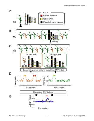 Mut map genetic mapping and mutant identification without crossing | PDF