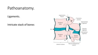 Pathoanatomy.
Ligaments.
Intricate stack of bones
 