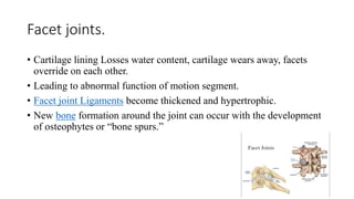 Facet joints.
• Cartilage lining Losses water content, cartilage wears away, facets
override on each other.
• Leading to abnormal function of motion segment.
• Facet joint Ligaments become thickened and hypertrophic.
• New bone formation around the joint can occur with the development
of osteophytes or “bone spurs.”
 