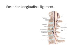 Posterior Longitudinal ligament.
 